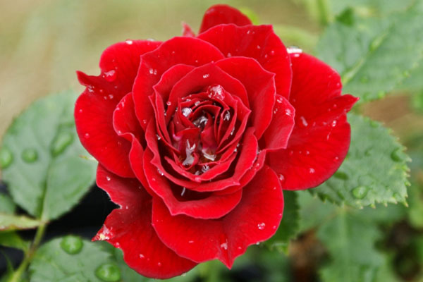 Hoa hồng Victor Hugo sắc đỏ quý phái