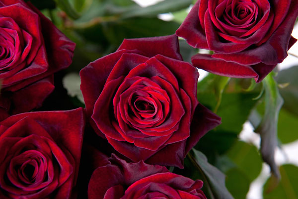 Hoa hồng đen Baccara vẻ đẹp cuốn hút và đầy bí ẩn