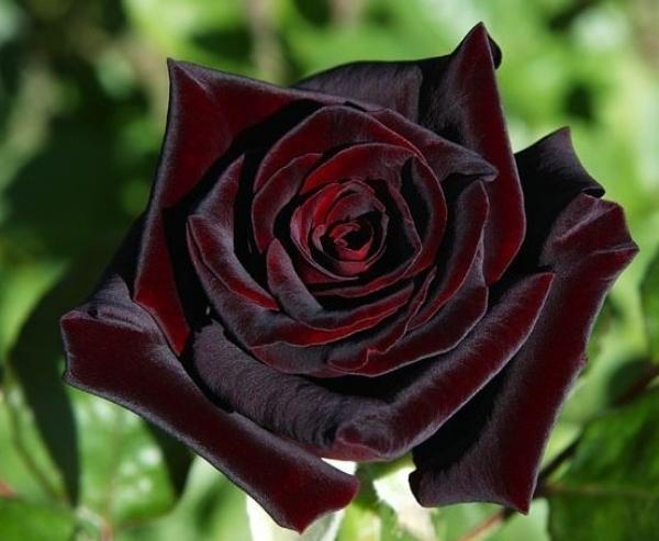 Hoa hồng black baccara đẹp nhất trên thế giới