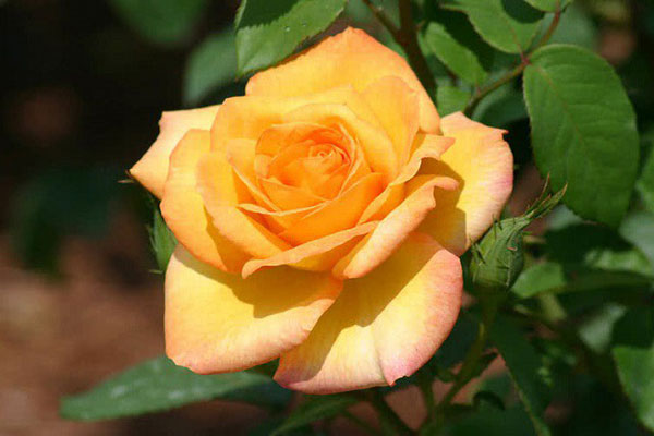 Hoa hồng huy chương vàng với màu vàng cam bắt mắt