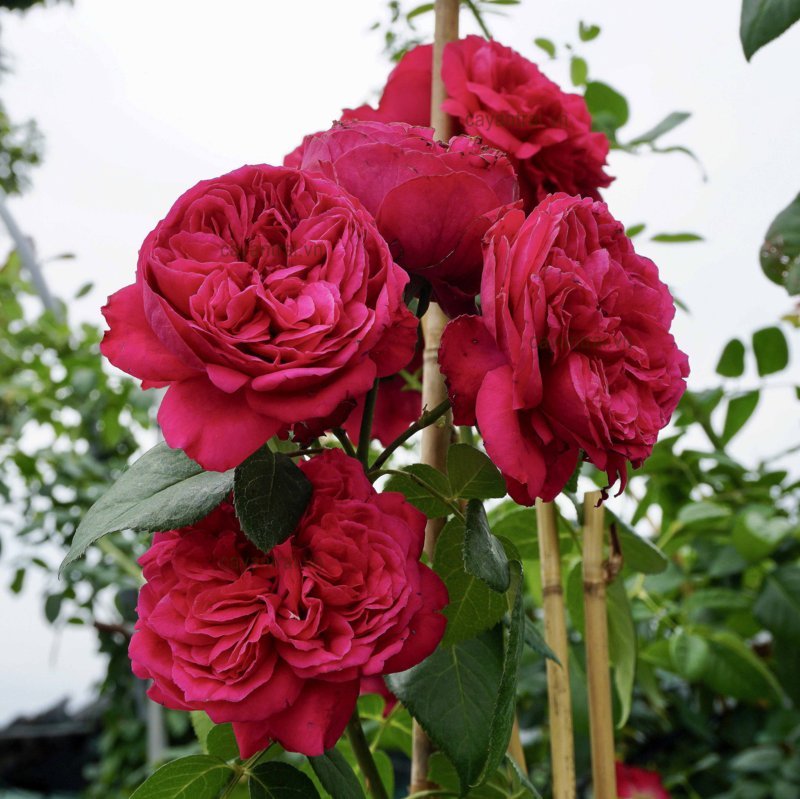 Hoa hồng đỏ Mông Vy 