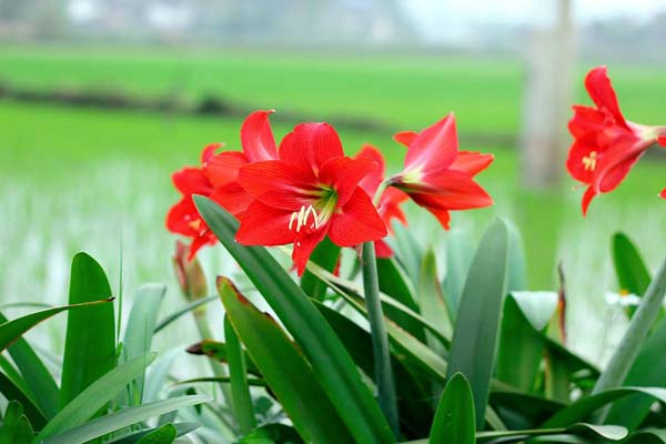 Hoa loa kèn đỏ tượng trưng cho niềm kiêu hãnh