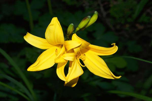 Hoa loa kèn vàng - rực rỡ