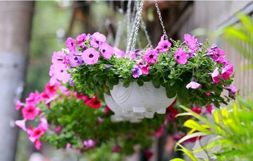 Hoa dạ yến thảo tươi thắm cửa hàng hoa Bắc Giang