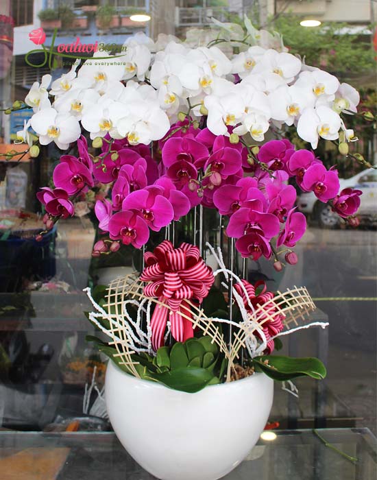 Combination of white and purple phalaenopsis orchids - Congratulations