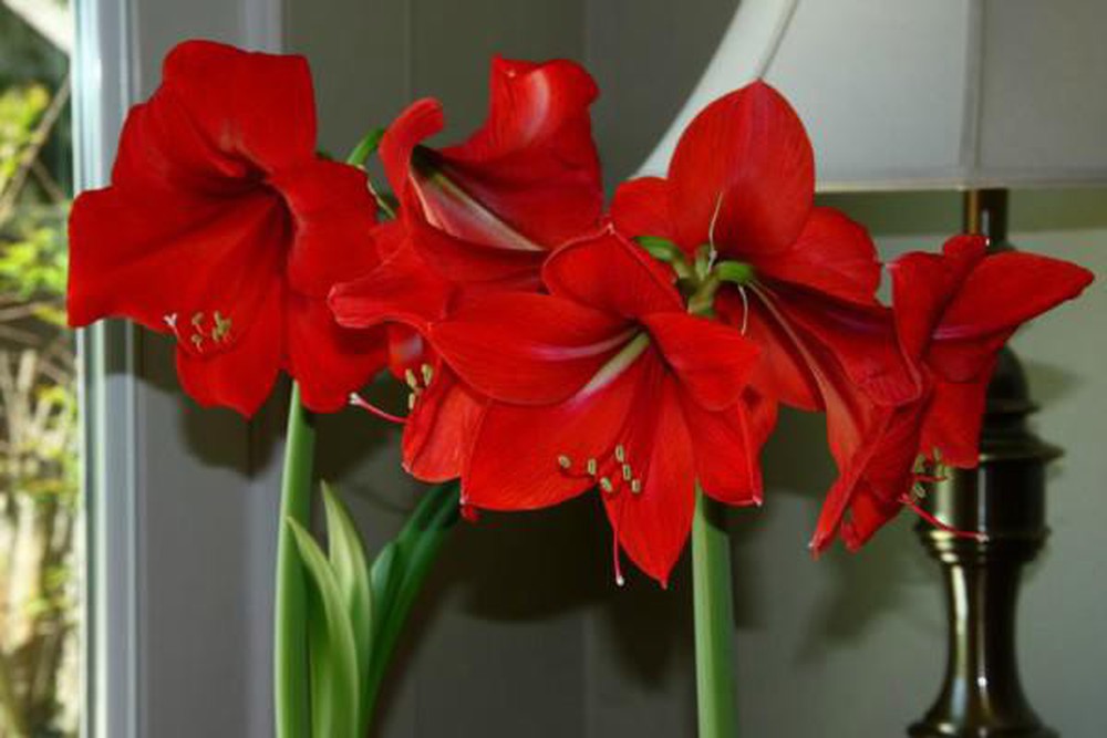 Nguồn gốc đặc điểm của hoa huệ đỏ