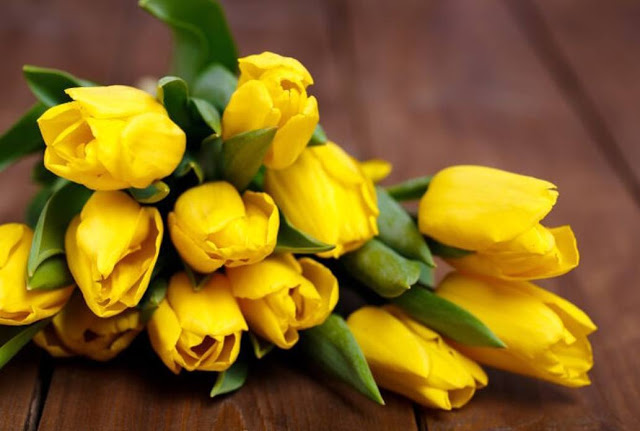 Hoa Tulip Vàng