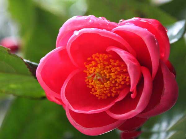 Hoa Hải đường – hoa của tình yêu đơn phương