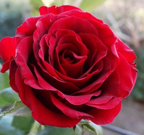 Hoa hồng nhung với vẻ đẹp sang trọng, hiện đại