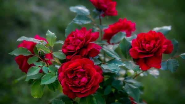 Đặc điểm hoa hồng nhung