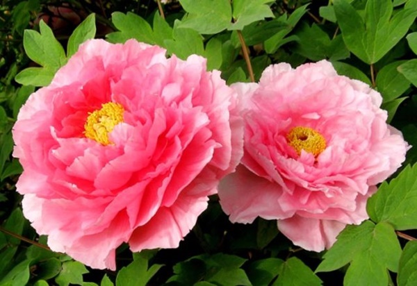 Đặc điểm của hoa mẫu đơn hồng