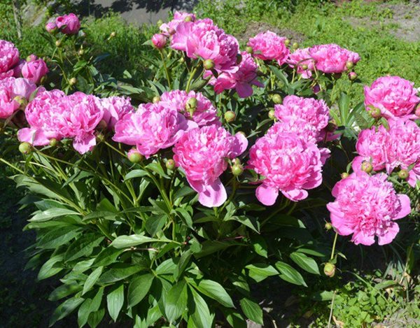 Kỹ thuật trồng và chăm sóc hoa mẫu đơn hồng