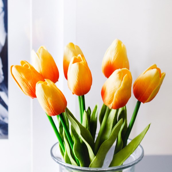 Công dụng của hoa tulip cam
