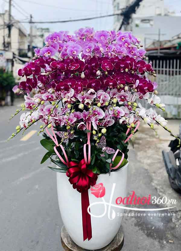 Chậu lan hồ điệp kết hợp - Sum vầy kết lộc