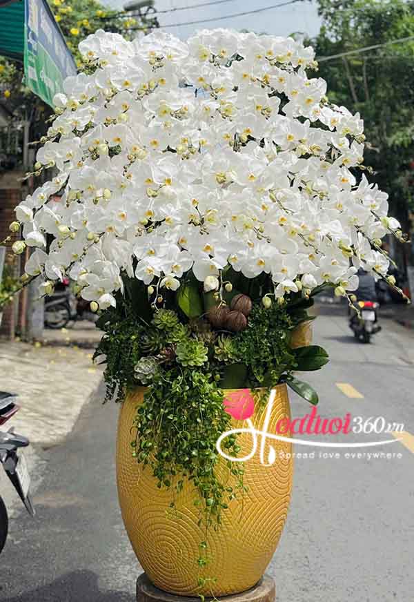 Chậu lan hồ điệp trắng - Sung túc ấm no