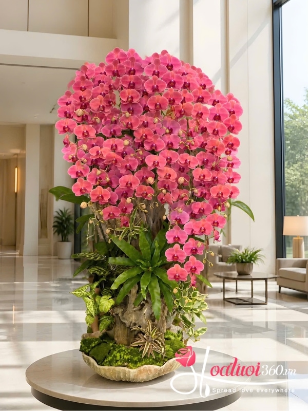 Lan hồ điệp VIP ghép gỗ lũa - Ước mơ hóa rồng