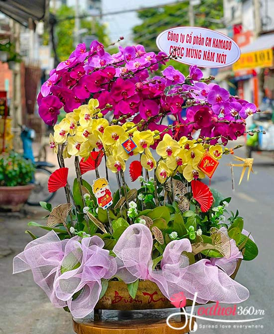 Hoa Lan hồ điệp - cửa hàng hoa tươi quận 2