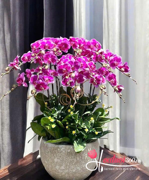 Chậu lan hồ điệp tím - An khang hưởng phúc