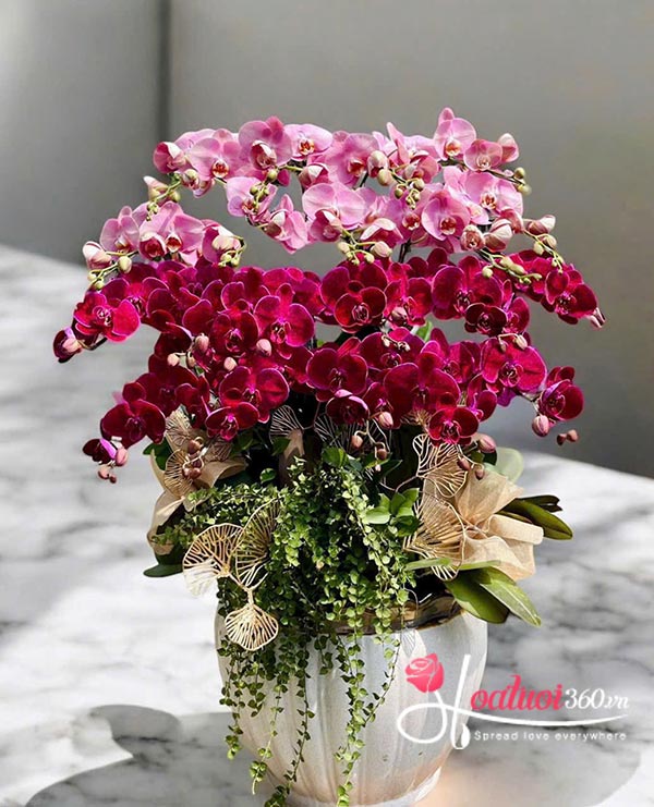 Chậu lan hồ điệp kết hợp - Tiền tài vô lo