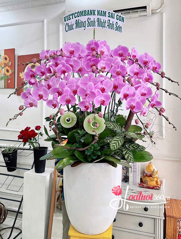 Chậu lan hồ điệp hồng - Vượng khí khai hoa