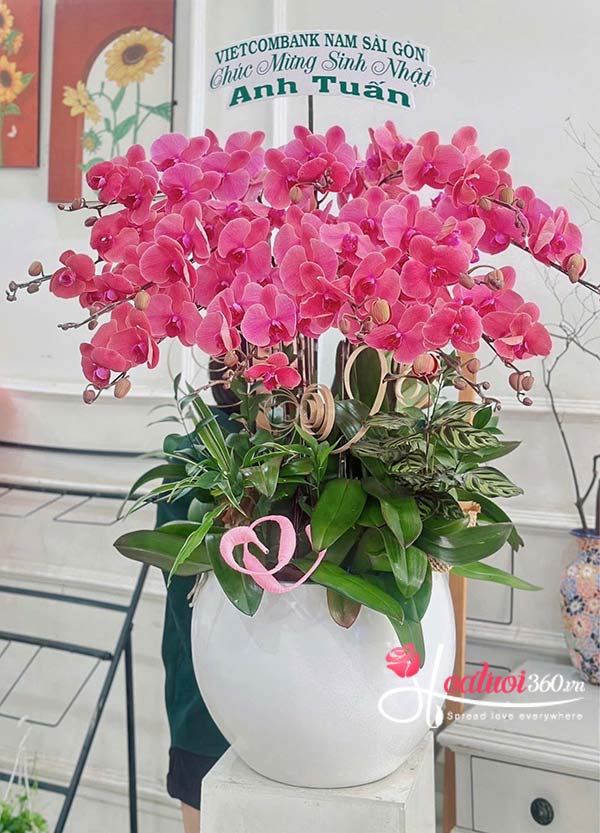 Chậu lan hồ điệp cam - Sang trọng dịu dàng
