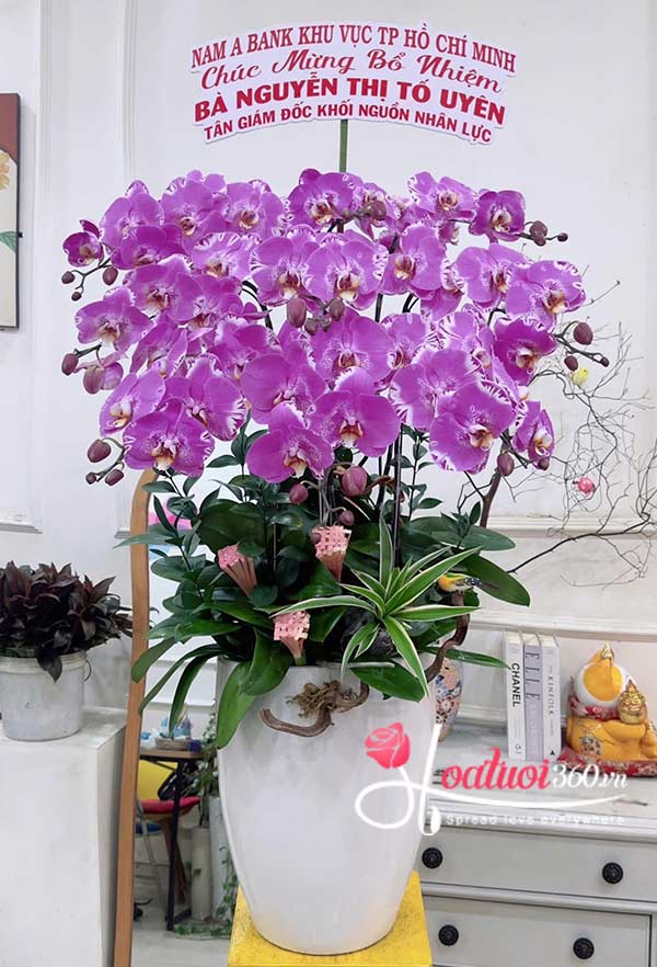 Chậu lan hồ điệp đột biến - Gieo may hái lộc