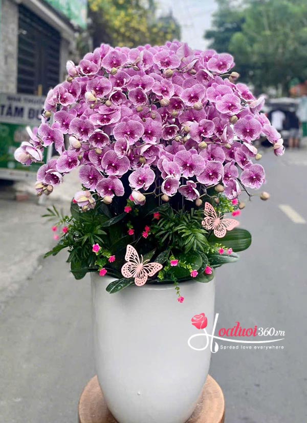Chậu lan hồ điệp đột biến - Có tài có lộc