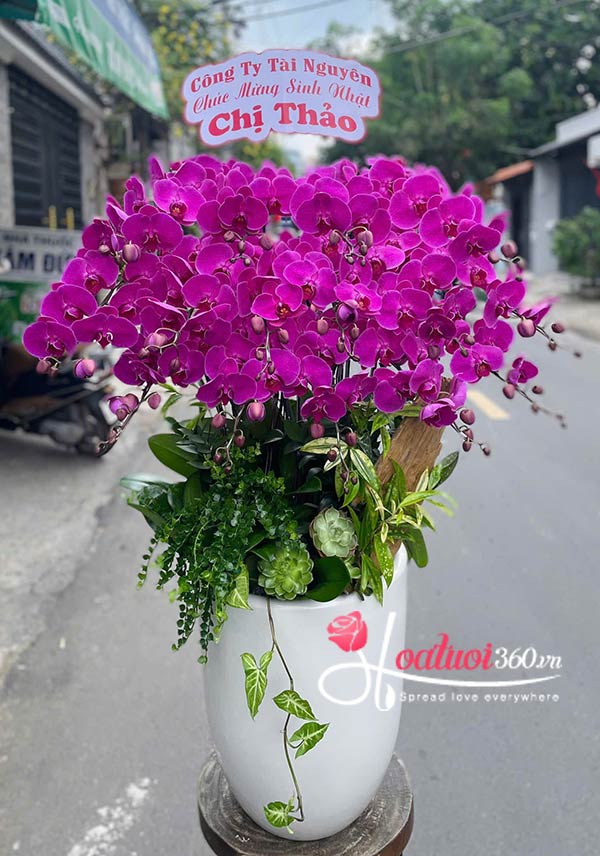 Chậu lan hồ điệp tím - Diễm phúc