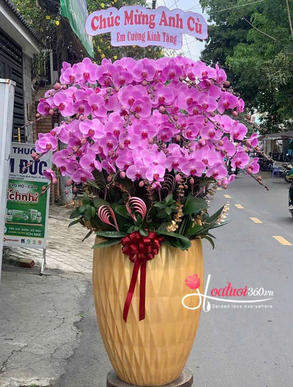 Chậu lan hồ điệp hồng - Rực rỡ cao sang