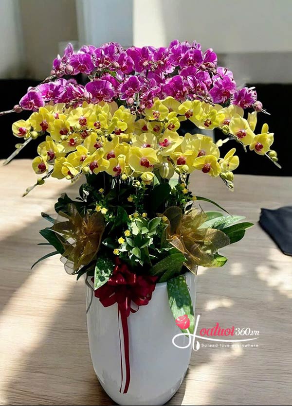 Chậu lan hồ điệp kết hợp - Lộc vào trăm ngõ