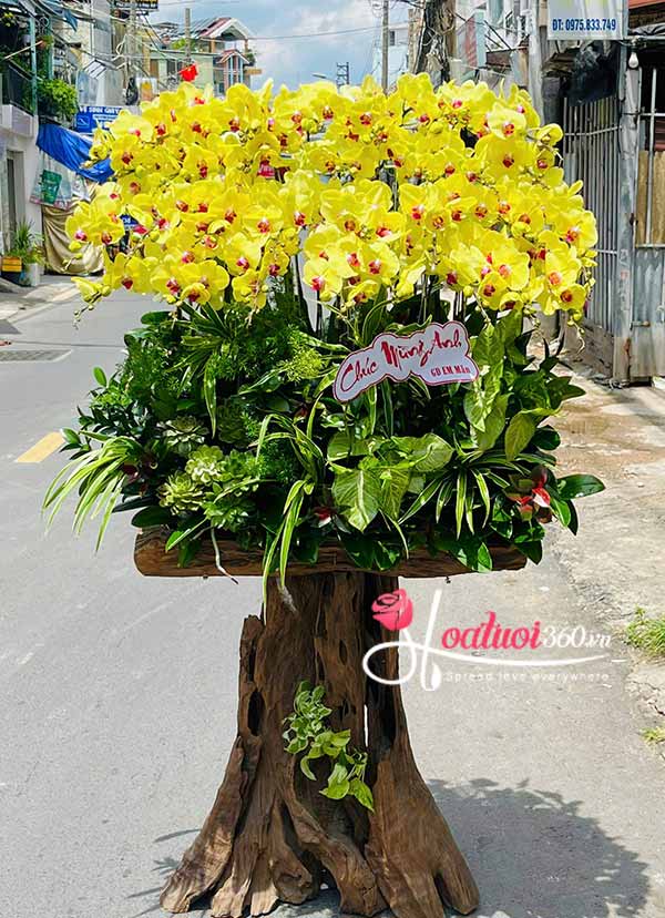 Lan hồ điệp vàng ghép gỗ lũa - Chung vui hưởng phúc