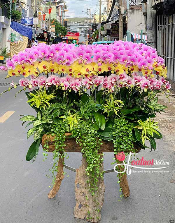 Lan hồ điệp ghép gỗ lũa - Tiền tài rực sáng