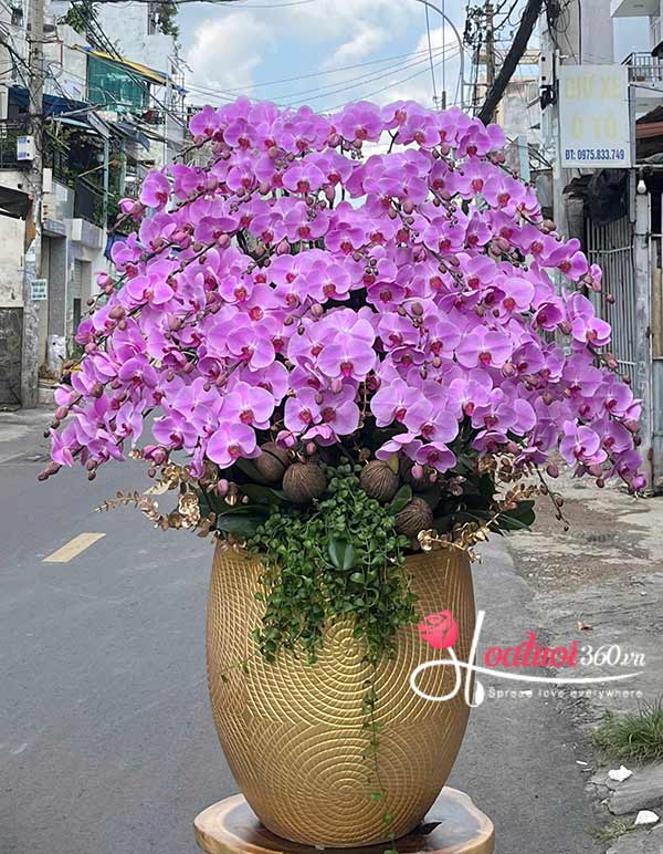 hậu lan hồ điệp hồng - Sống đời vô lo