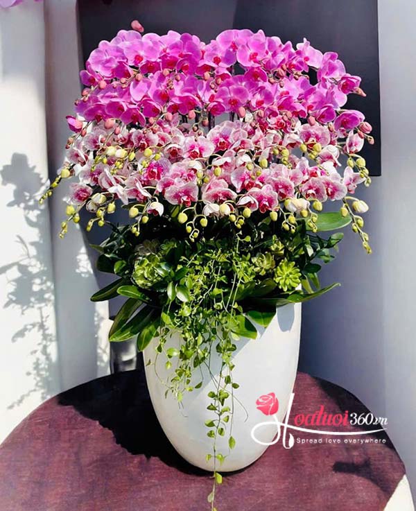 Chậu lan hồ điệp kết hợp 32 cành - Giàu sang hưởng phúc