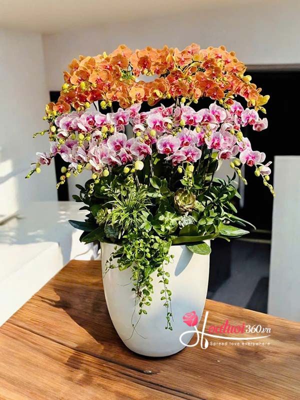 Chậu lan hồ điệp kết hợp - Nghênh đón phú quý
