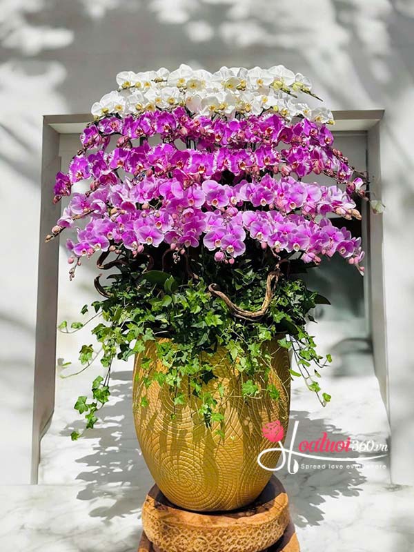 Chậu lan hồ điệp kết hợp - Thuận đà thăng tiến