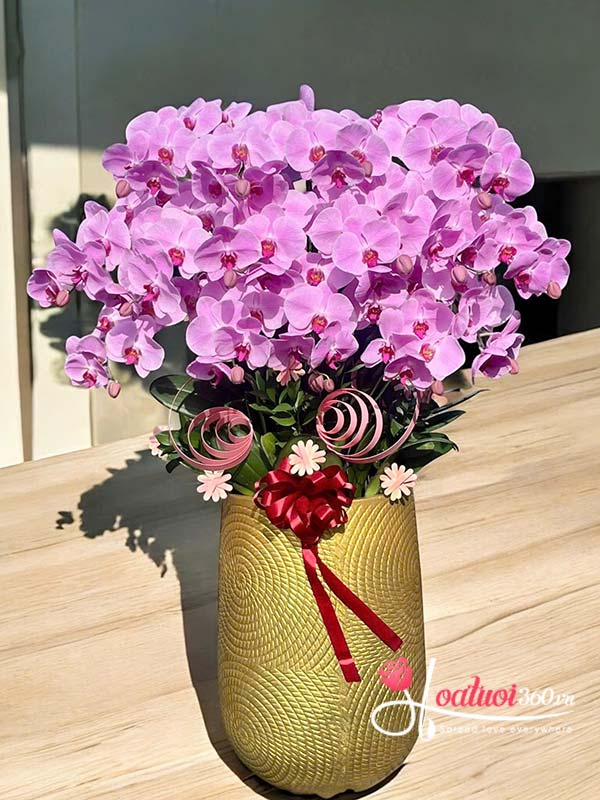 Chậu lan hồ điệp hồng - Sắc tài vẹn toàn