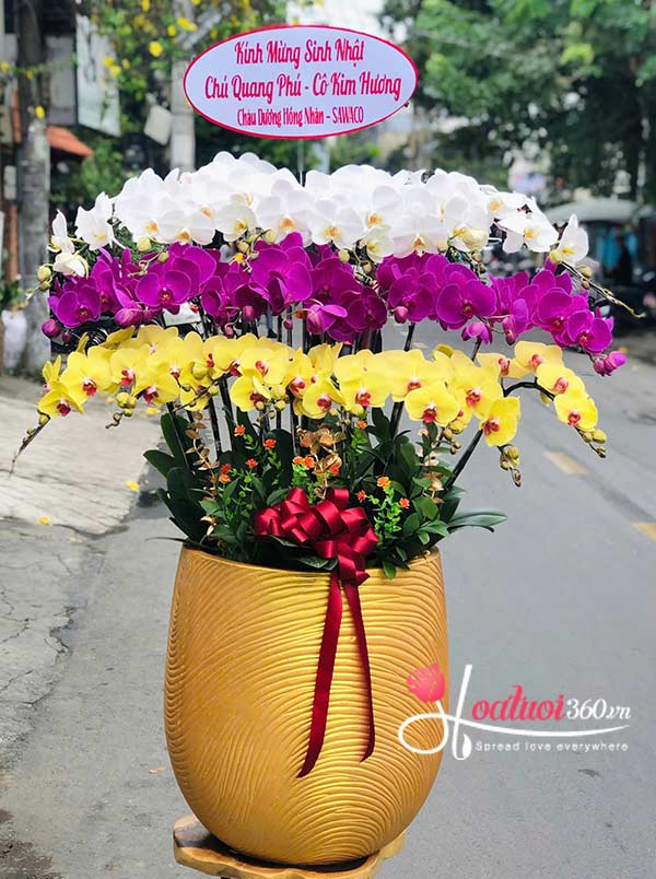 Chậu lan hồ điệp kết hợp - Chiêu tài đón lộc