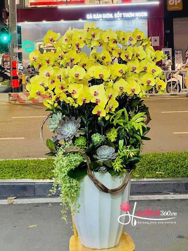 Chậu lan hồ điệp vàng - Ánh kim may mắn