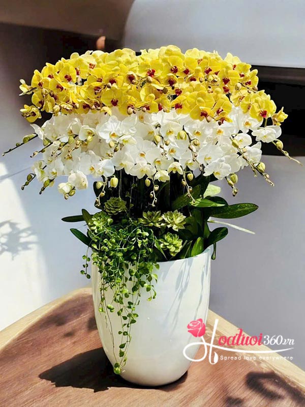 Chậu lan hồ điệp kết hợp - Tỏa hương tài vận