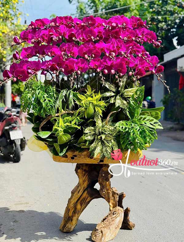 Lan hồ điệp tím ghép gỗ lũa - Lộc tài bền lâu