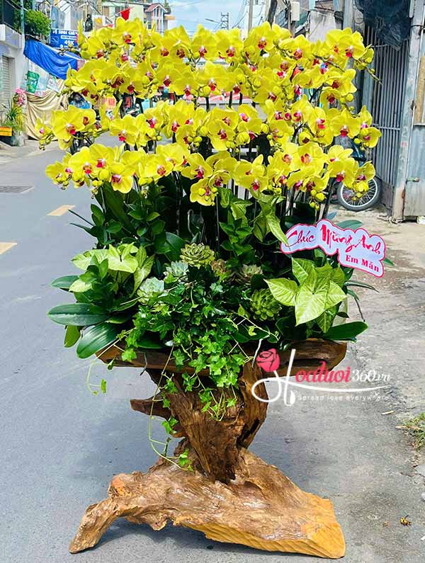 Lan hồ điệp vàng ghép gỗ lũa - Ngọt ngào vạn phúc