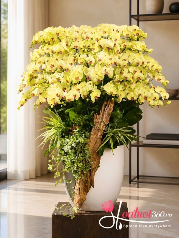 Chậu lan hồ điệp vàng ghép lũa - Đỉnh cao danh vọng