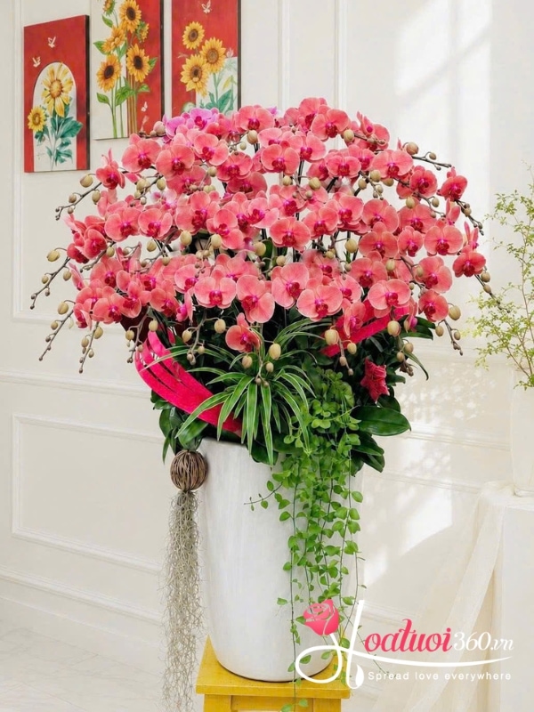 Chậu lan hồ điệp cam - Ngọn lửa kiêu hãnh