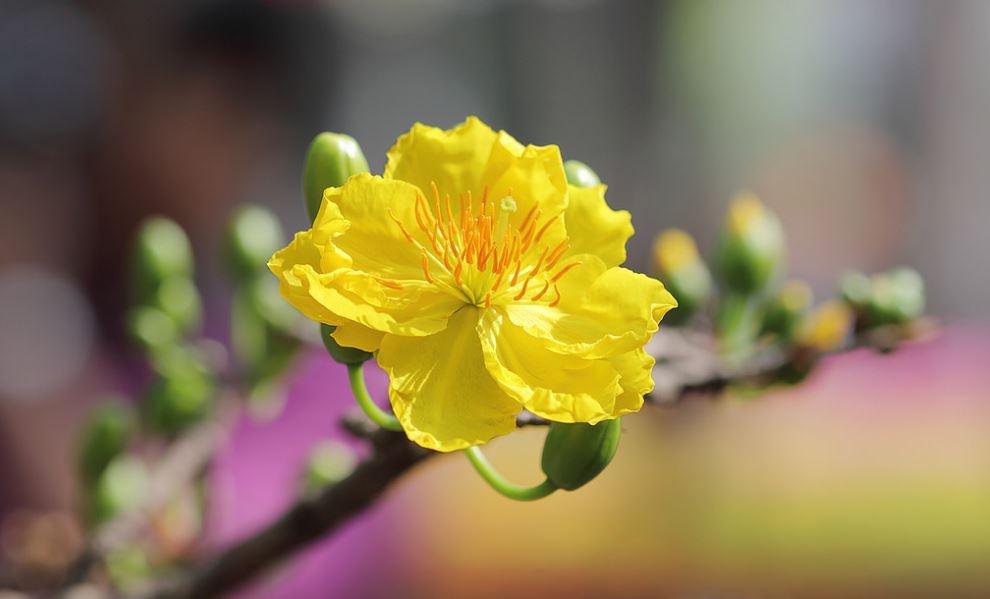 Sự tích hoa mai vàng – loài hoa không thể thiếu của tết Việt Nam