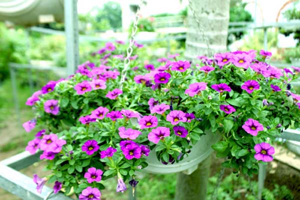 Tổng hợp các loại hoa dễ trồng có thể tự chăm sóc tại nhà-10