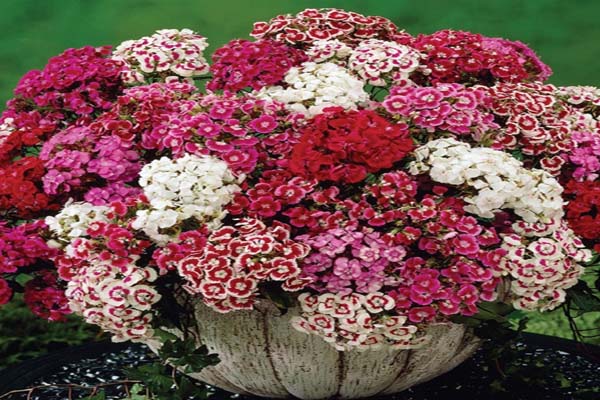 Tổng hợp các loại hoa dễ trồng có thể tự chăm sóc tại nhà-3