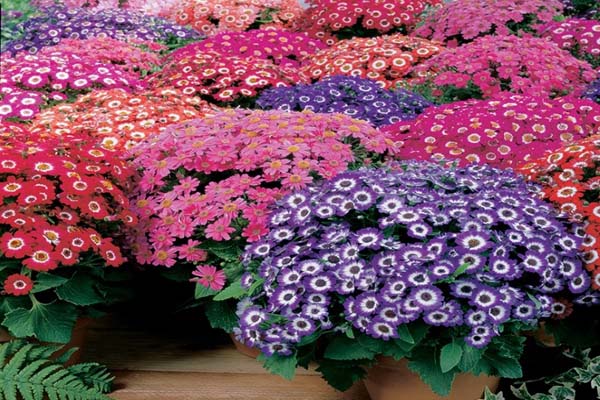 Tổng hợp các loại hoa dễ trồng có thể tự chăm sóc tại nhà-5