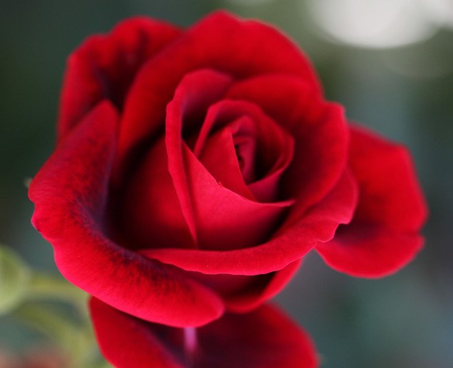 ý nghĩa hoa hồng trong tình yêu