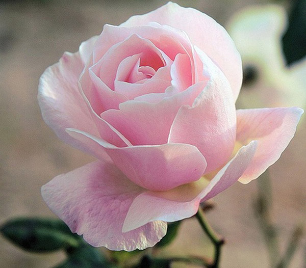 Bông hoa hồng phớt xinh xắn vừa chớm nở